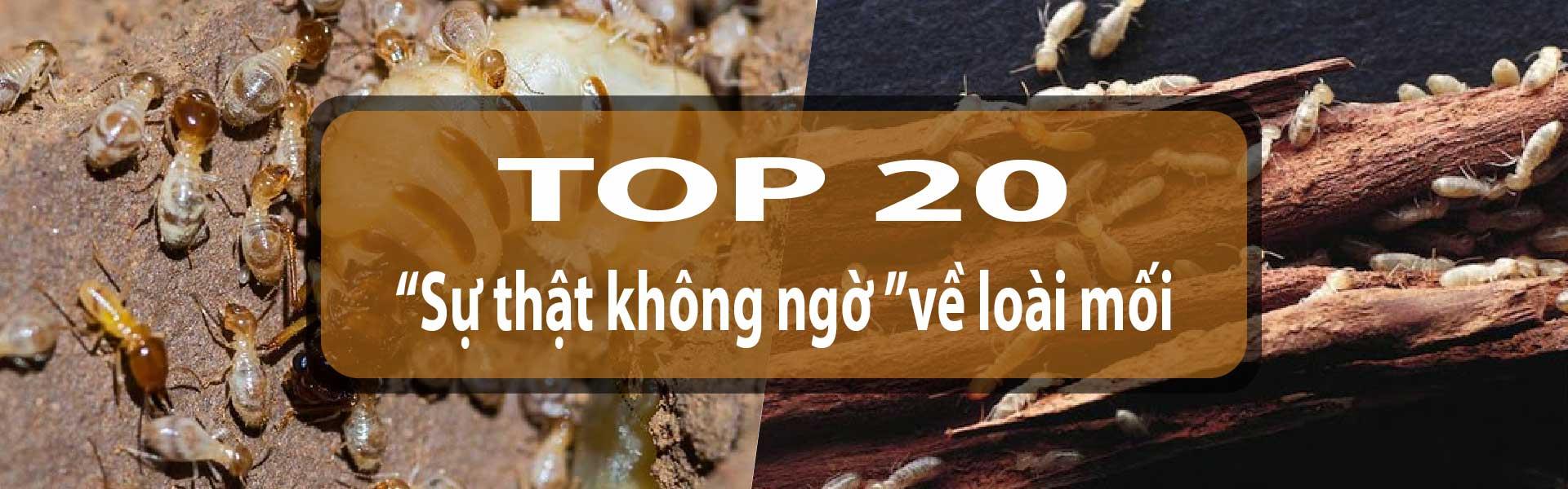 20 “SỰ THẬT KHÓ TIN” VỀ LOÀI MỐI