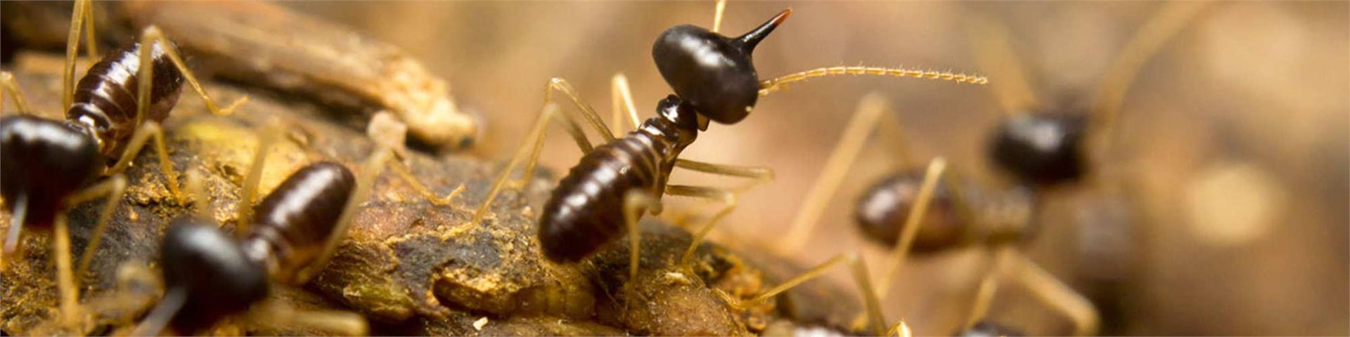 Termite protection is vital