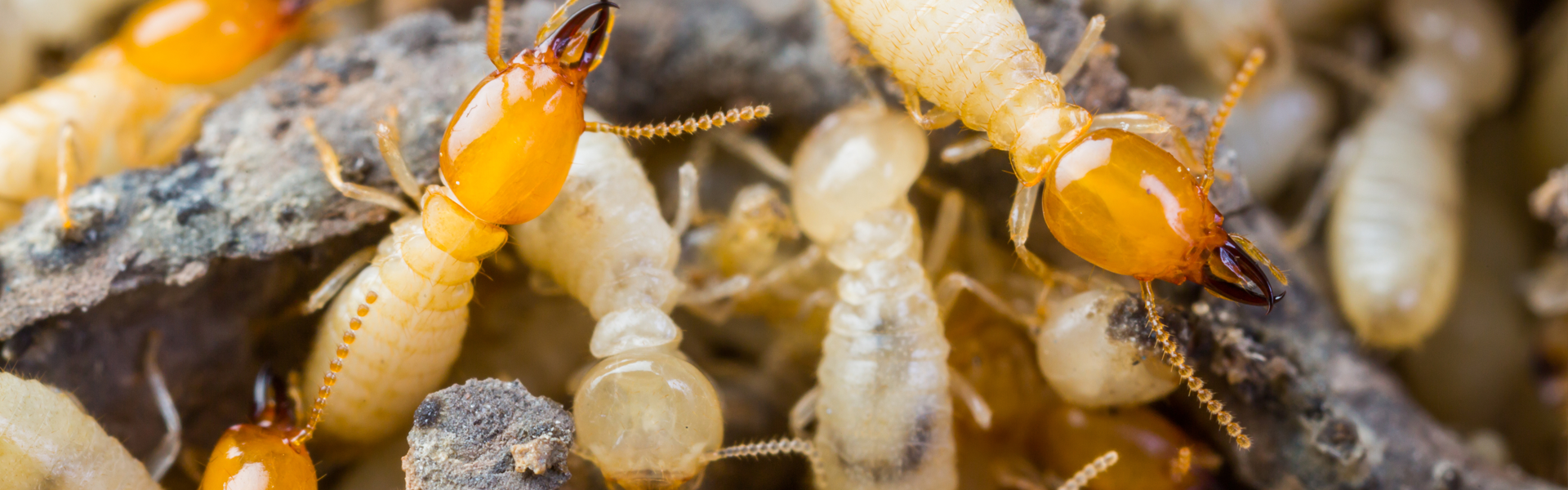 Understanding Termites